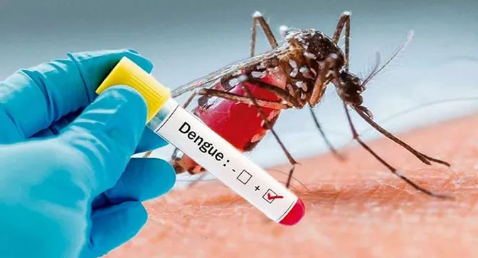 Mosquito del dengue