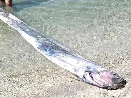 Montecristi: se reparten y cocinan pez remo gigante encontrado en playa Los Coquitos