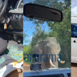 Elefante ataca un auto con turistas en Sri Lanka