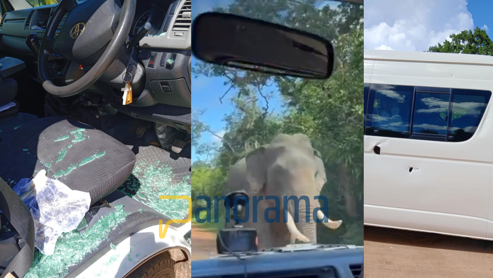 Elefante ataca un auto con turistas en Sri Lanka