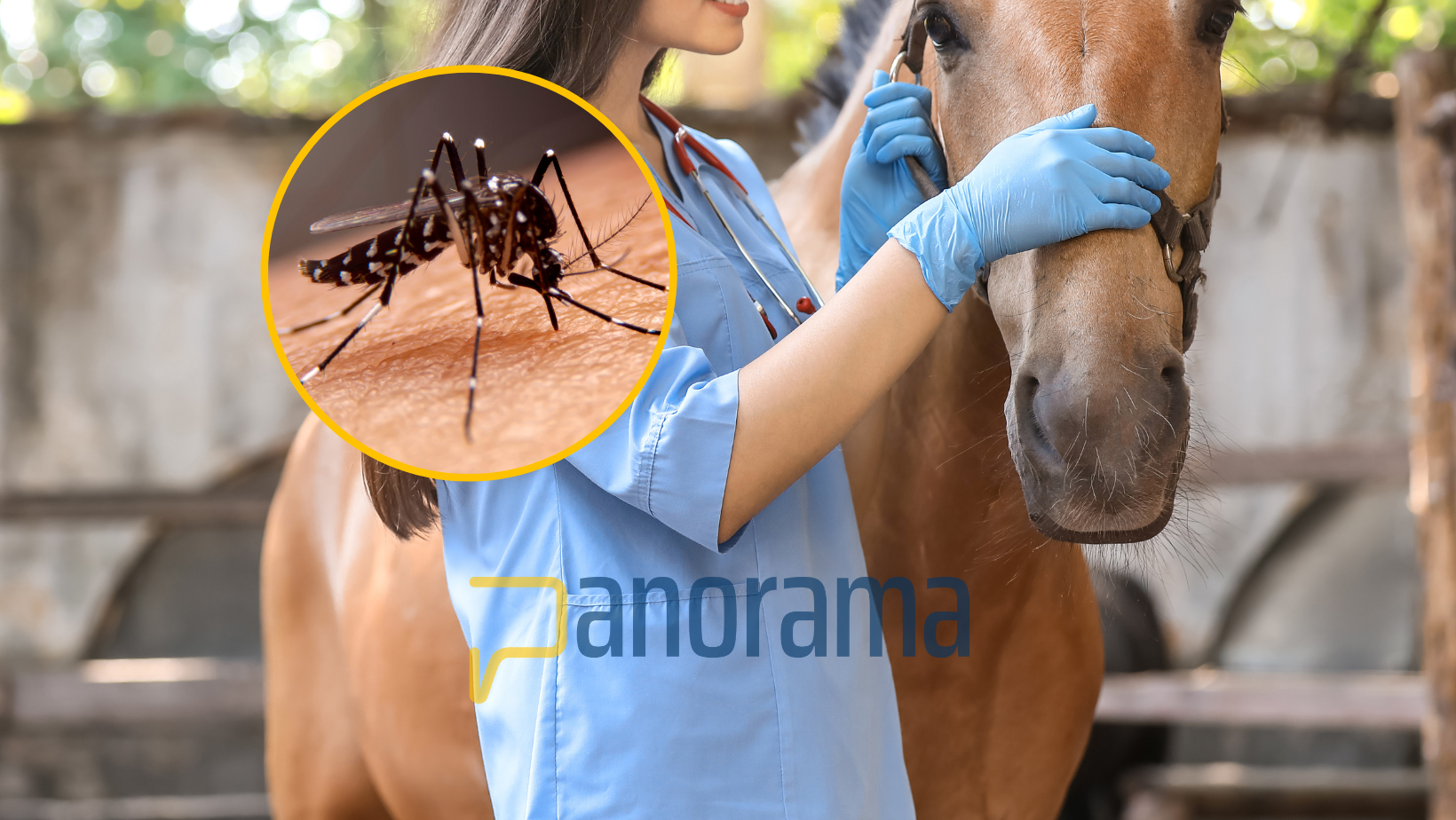 Primer caso de encefalitis equina occidental en 20 años; OMS emite recomendaciones