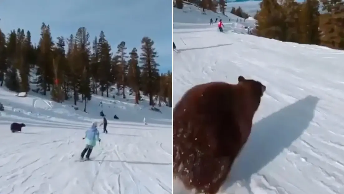 Oso sorprende a los visitantes de una pista de esquí
