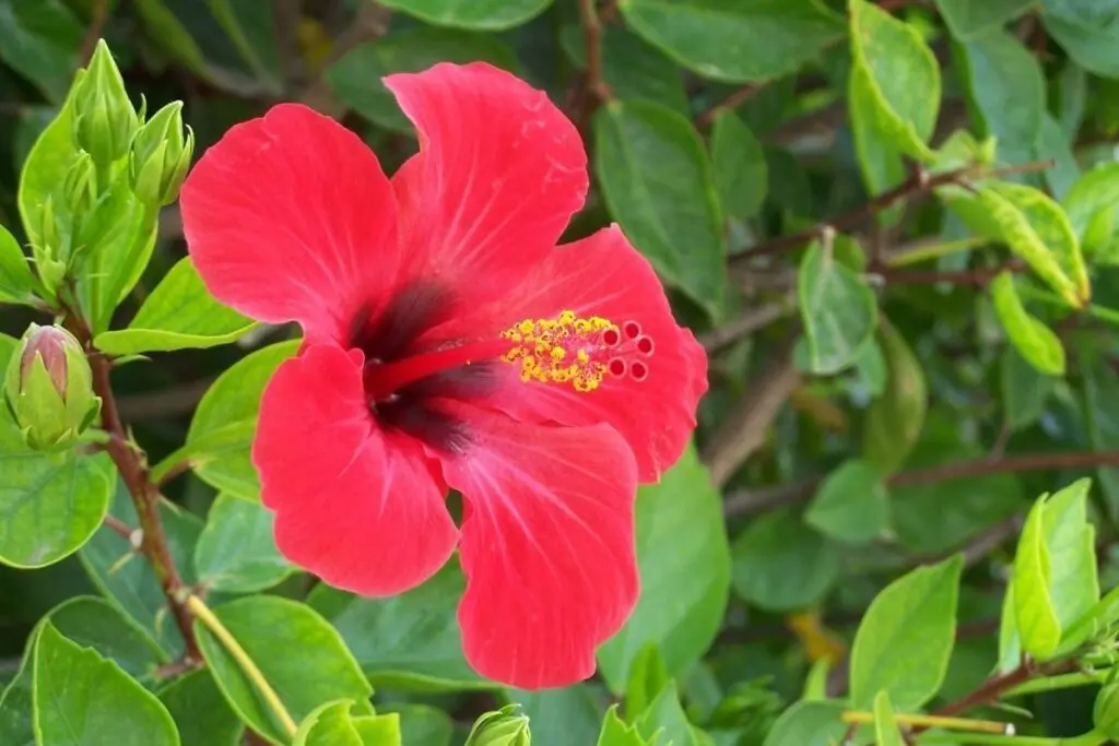 El té de cayena que puede ayudar a reducir el colesterol y la presión arterial