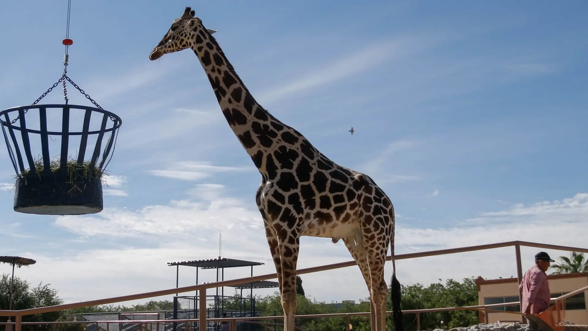 El viaje de 2.000 kilómetros de la jirafa Benito, un triunfo de los animalistas en México