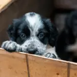 Ciudad italiana decide bajar impuestos a quienes adopten a un perro