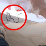 Encuentran una serpiente en un avión de pasajeros en pleno vuelo