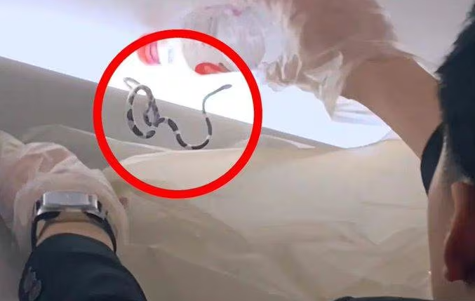 Encuentran una serpiente en un avión de pasajeros en pleno vuelo