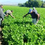 Agricultura regulará la siembra de habichuelas en San Juan tras aparición de insectos