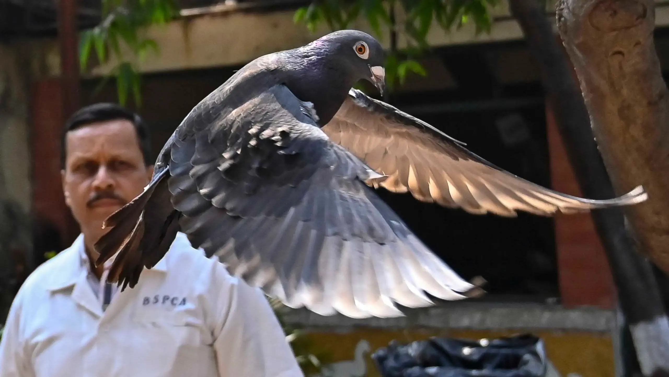 La historia de la paloma que India creyó que era una espía al servicio de China