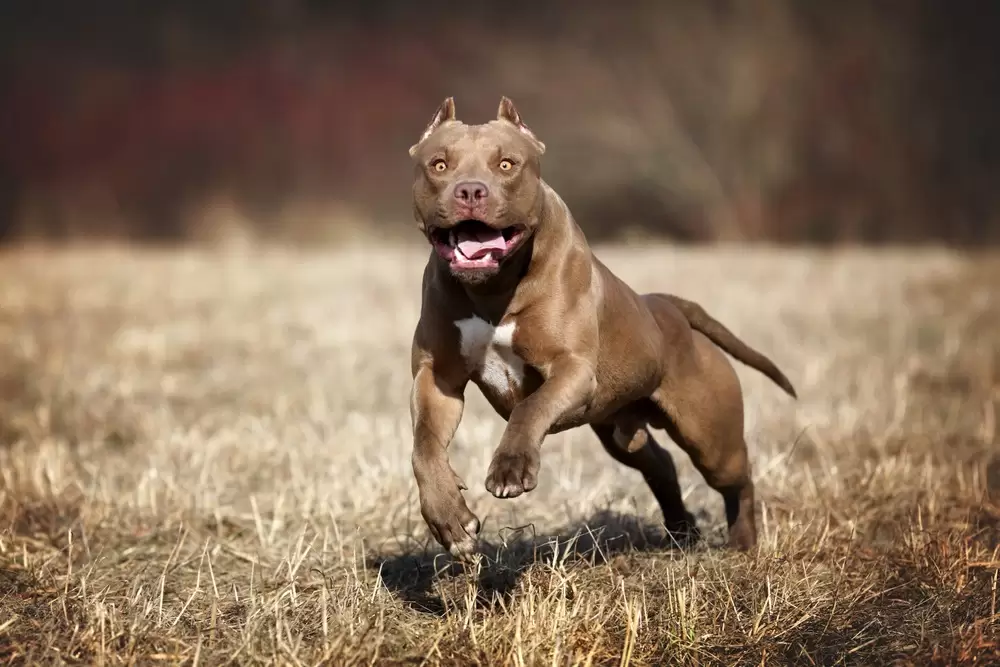 Niño de ocho años es atacado por pitbull en Santo Domingo Norte