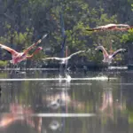 Medio Ambiente libera 44 flamencos del proyecto Rescate Rosado