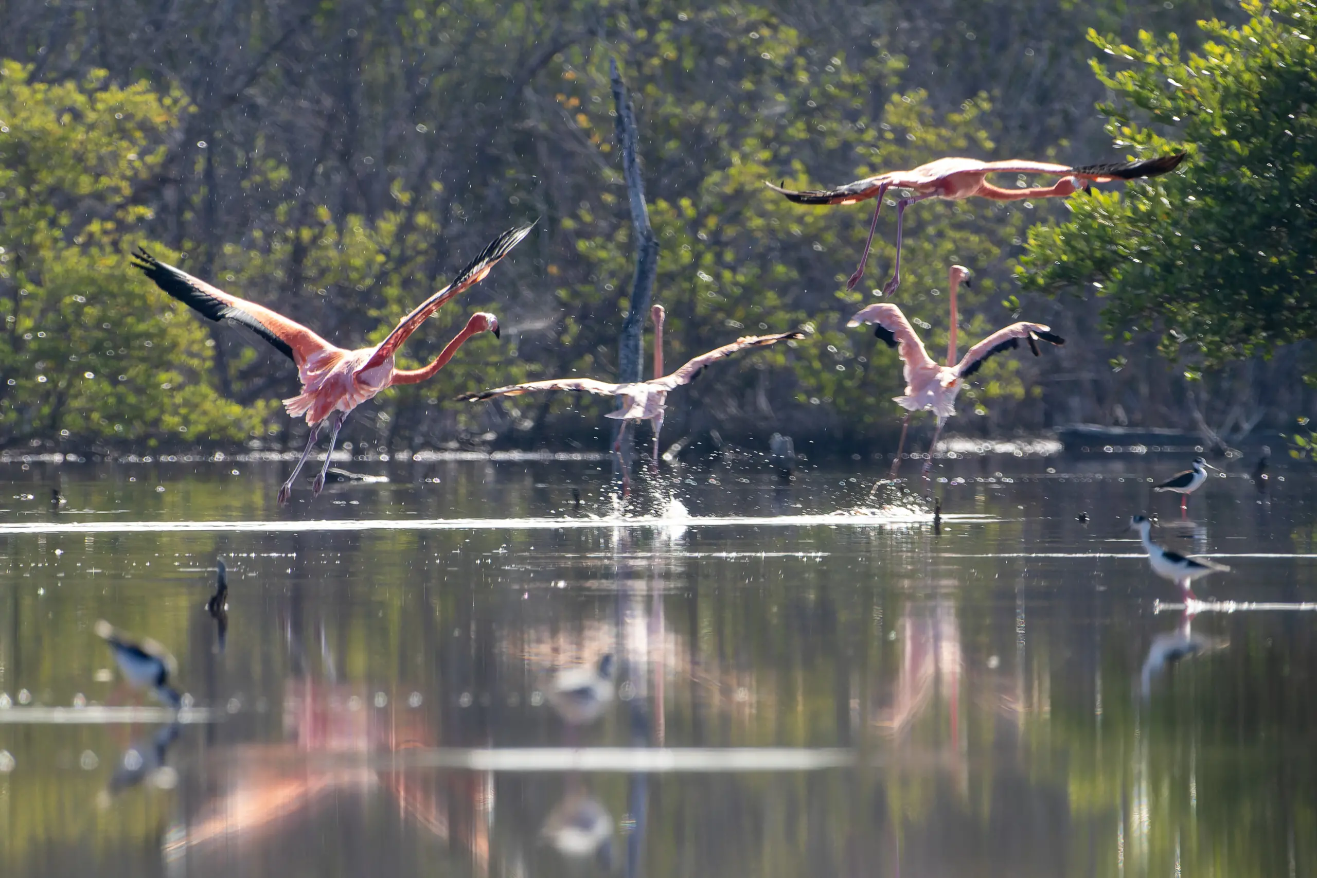 Medio Ambiente libera 44 flamencos del proyecto Rescate Rosado
