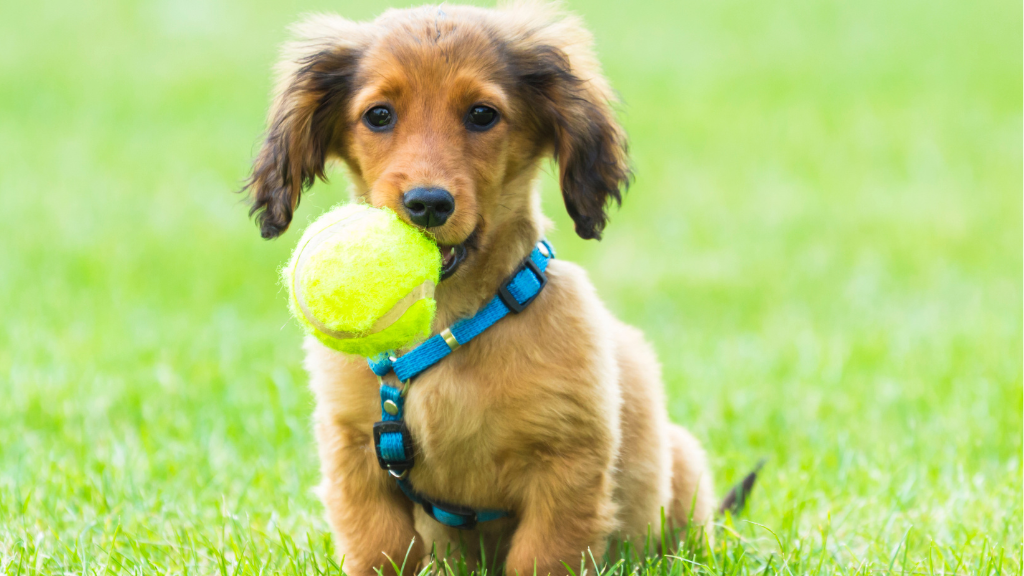 Interactuar con perros puede afectar múltiples áreas del cerebro, según estudio