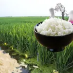 Arsénico en el arroz dominicano