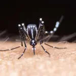 Suben a 197 las muertes por dengue en Argentina