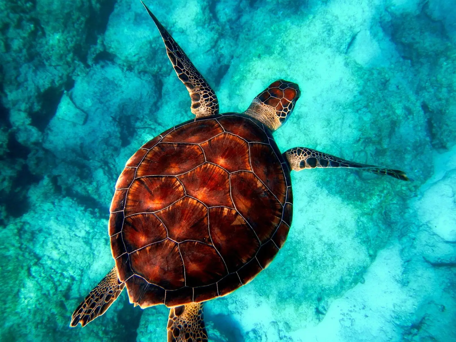 Medio Ambiente establece área protegida para tortugas en Laguna Arrecifal de Bávaro
