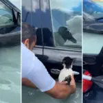 El viral rescate de un gato de morir ahogado en Dubái