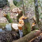 Apresan a un dominicano por depredar bosque en el Parque Nacional Nalga de Maco