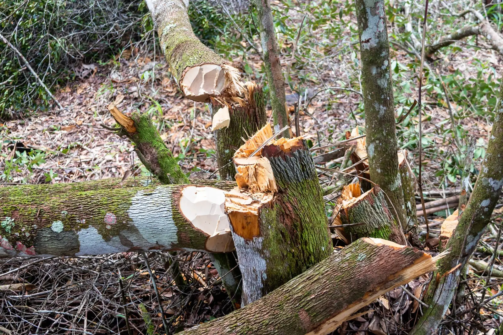 Apresan a un dominicano por depredar bosque en el Parque Nacional Nalga de Maco
