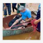 Hombre llora tras el rescate de sus perros en las inundaciones de Brasil