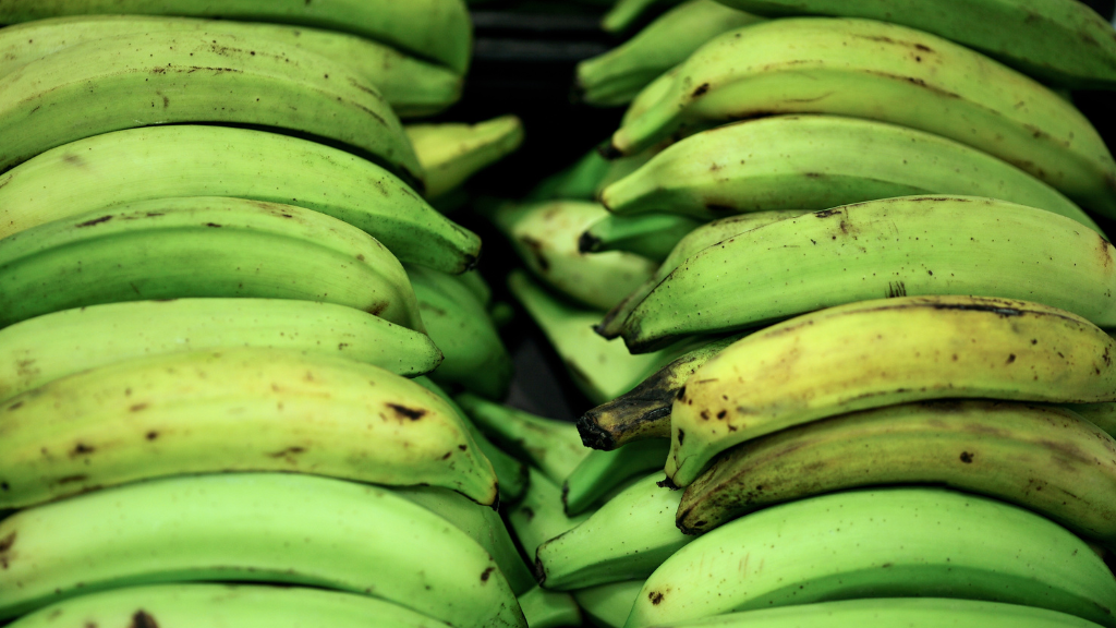 Gobierno levanta suspensión a la exportación del plátano con efectividad inmediata