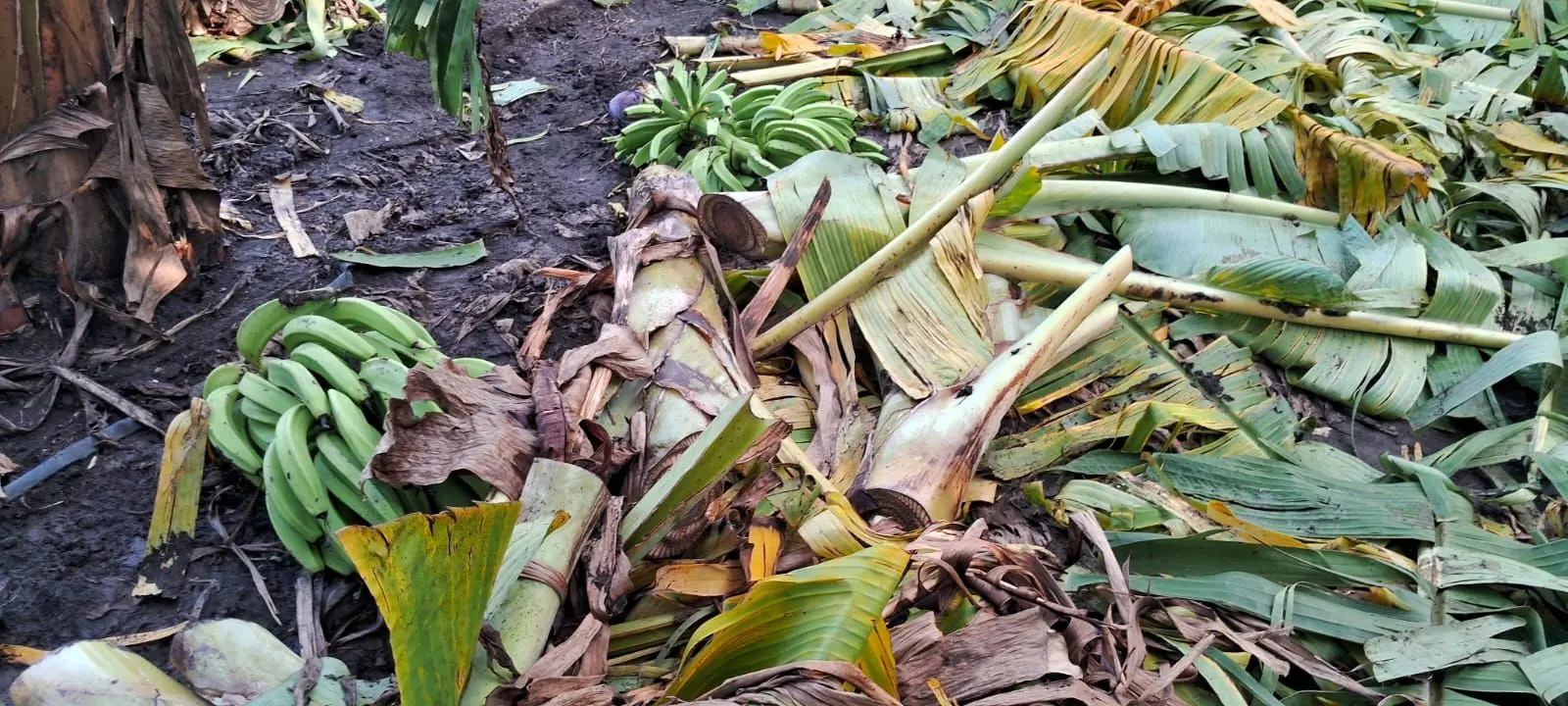 Agricultura ayuda a productores de plátanos afectados por fuerte tornado