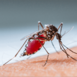 Registran 8 millones de casos en cuatro meses, 2 millones más que en todo el año 2023; América es la región más afectada.