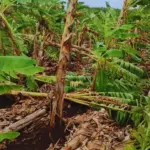 Beryl ataco producción agrícola en el sur