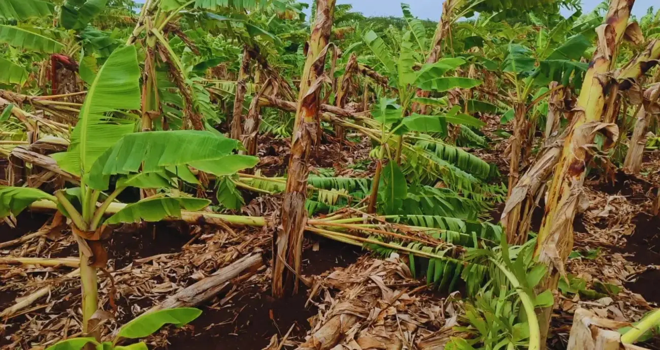 Beryl ataco producción agrícola en el sur
