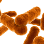 Alerta en San Cristóbal ante posible caso sospechoso de ántrax