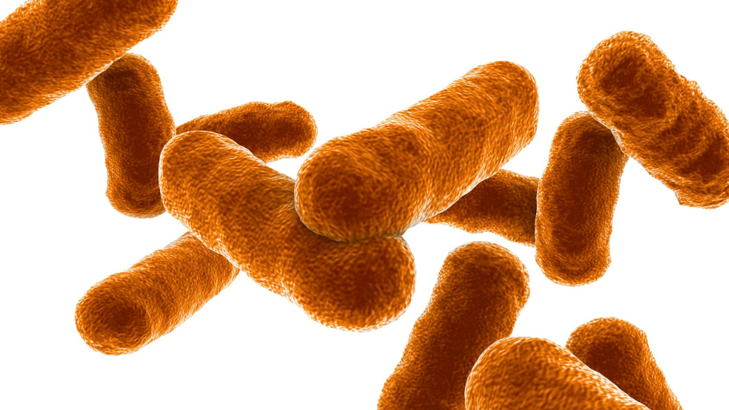 Alerta en San Cristóbal ante posible caso sospechoso de ántrax