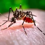 dengue
