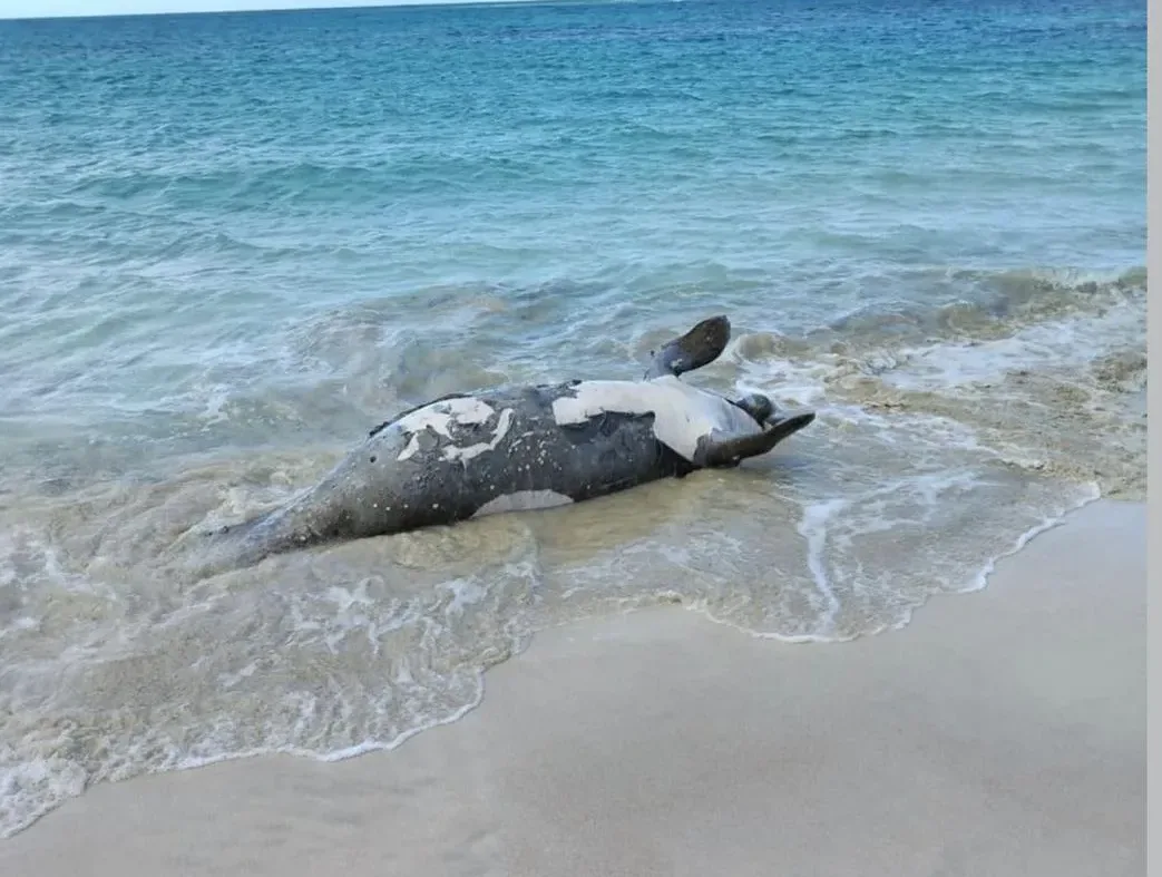Encontran manatí muerto con una herida en la cabeza en Las Terrenas, piden investigar