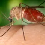 Autoridades refuerzan vigilancia ante aumento de casos del Oropouche en la región