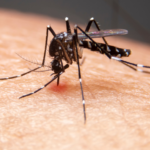 Reportan 65 casos sospechosos de dengue esta semana, con 6 confirmados