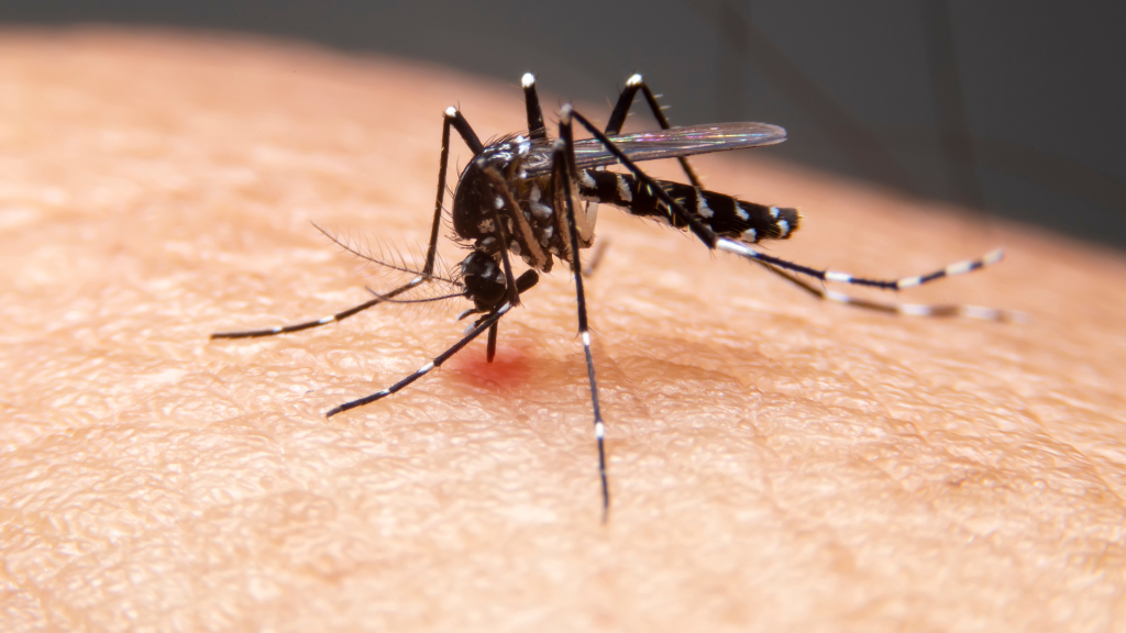 Reportan 65 casos sospechosos de dengue esta semana, con 6 confirmados