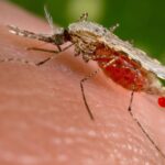 Sospechas de dengue y malaria aumentan significativamente
