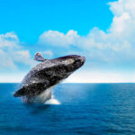 Anuncian preparativos para la temporada de ballenas jorobadas en Samaná