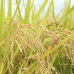 Gobierno emite decreto para proteger producción nacional de arroz ante impacto del DR-CAFTA