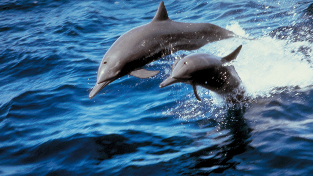 Hallan rastros de fentanilo en delfines del golfo de México