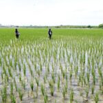 ANPA considera positivo decreto que protege el arroz y propone medidas complementarias para fortalecer el sector arrocero