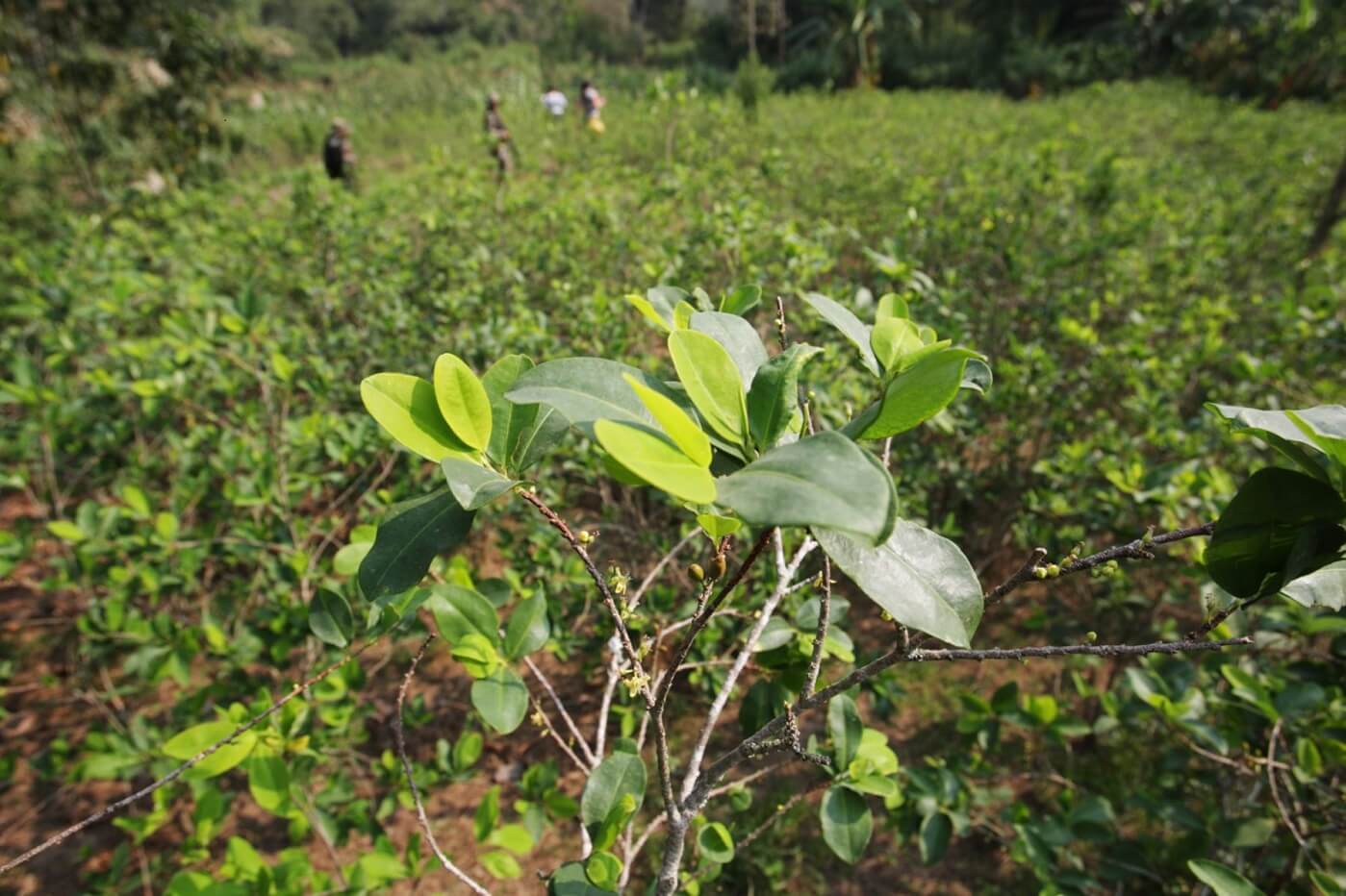 Bolivia anuncia más industrialización para el uso legal de la hoja de coca