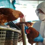 Descartan algún caso humano de gripe aviar en Puerto Rico, tras muerte de 60 gallinas