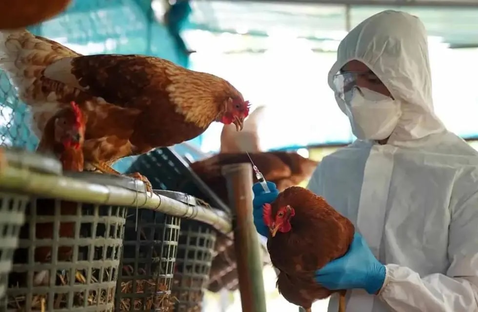 Descartan algún caso humano de gripe aviar en Puerto Rico, tras muerte de 60 gallinas