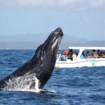 Ballenas Jorobadas en la Bahía de Samaná