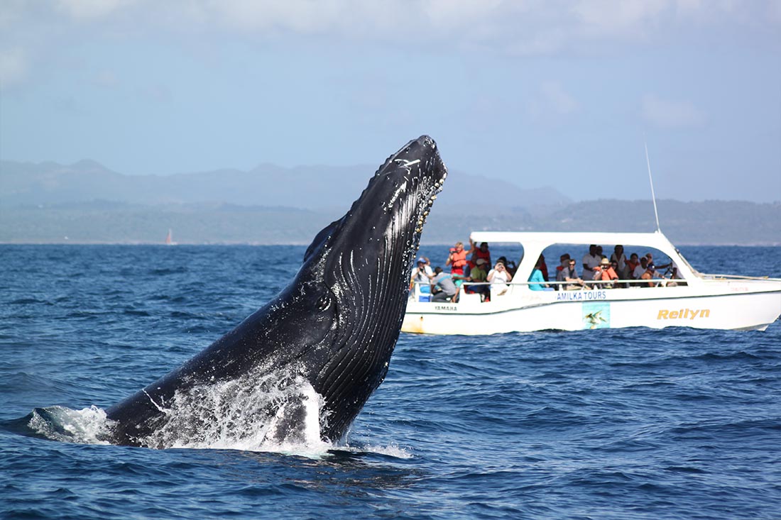 Ballenas Jorobadas en la Bahía de Samaná