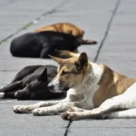 Harán jornada de esterilización de animales para disminuir su población en las calles
