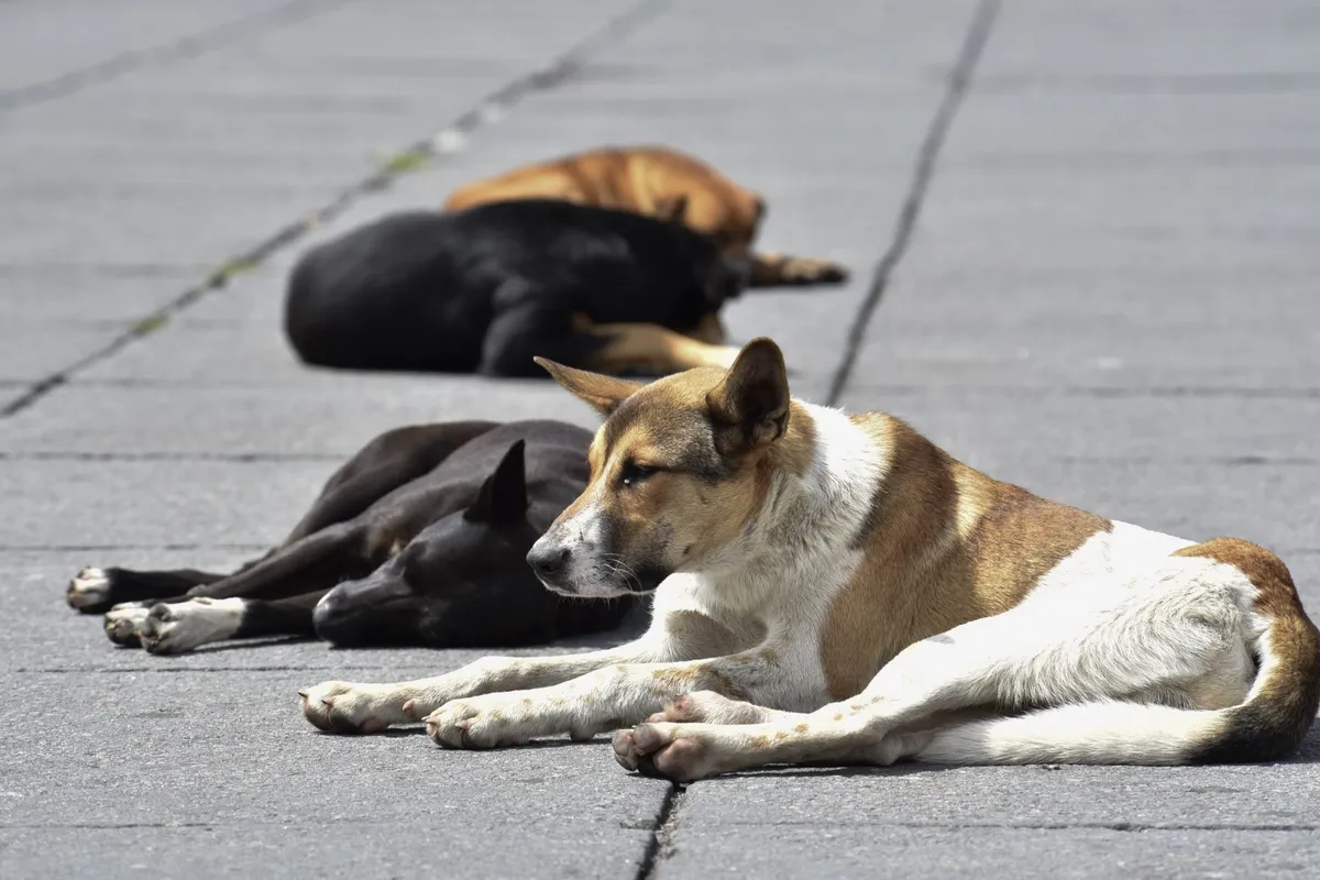 Harán jornada de esterilización de animales para disminuir su población en las calles