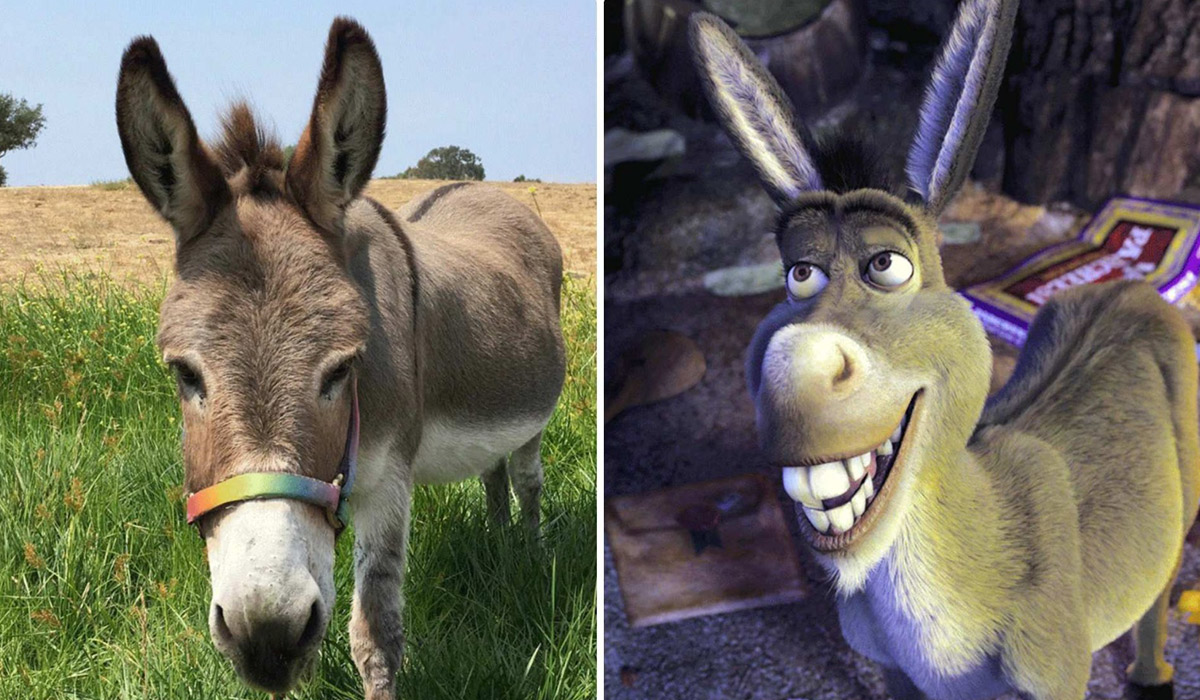 Perry, el burro en el que se inspiraron los creadores del icónico personaje Asno en las películas de Shrek