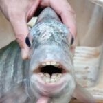 Pez con "dientes humanos"